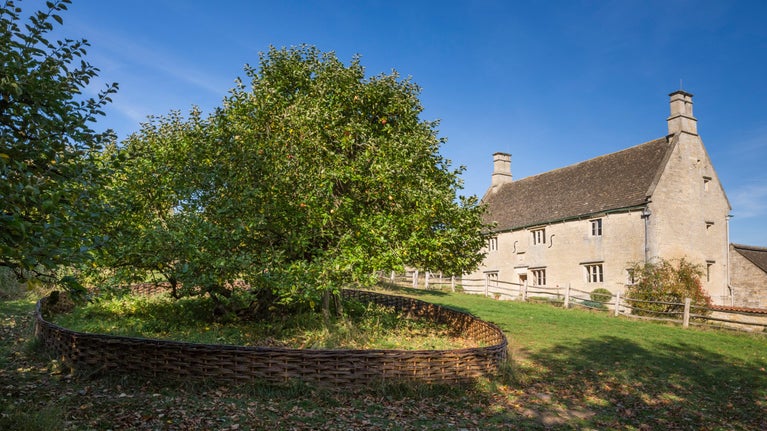 Isaac Newton's apple tree protected by willow fence in the garden with the farmhouse at the background at Woolsthorpe Manor, Lincolnshire.